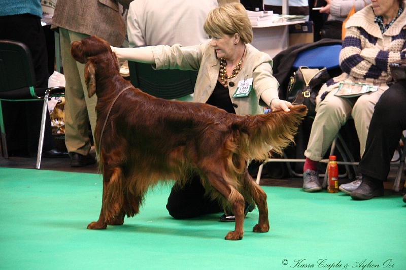 Crufts2011 440.jpg